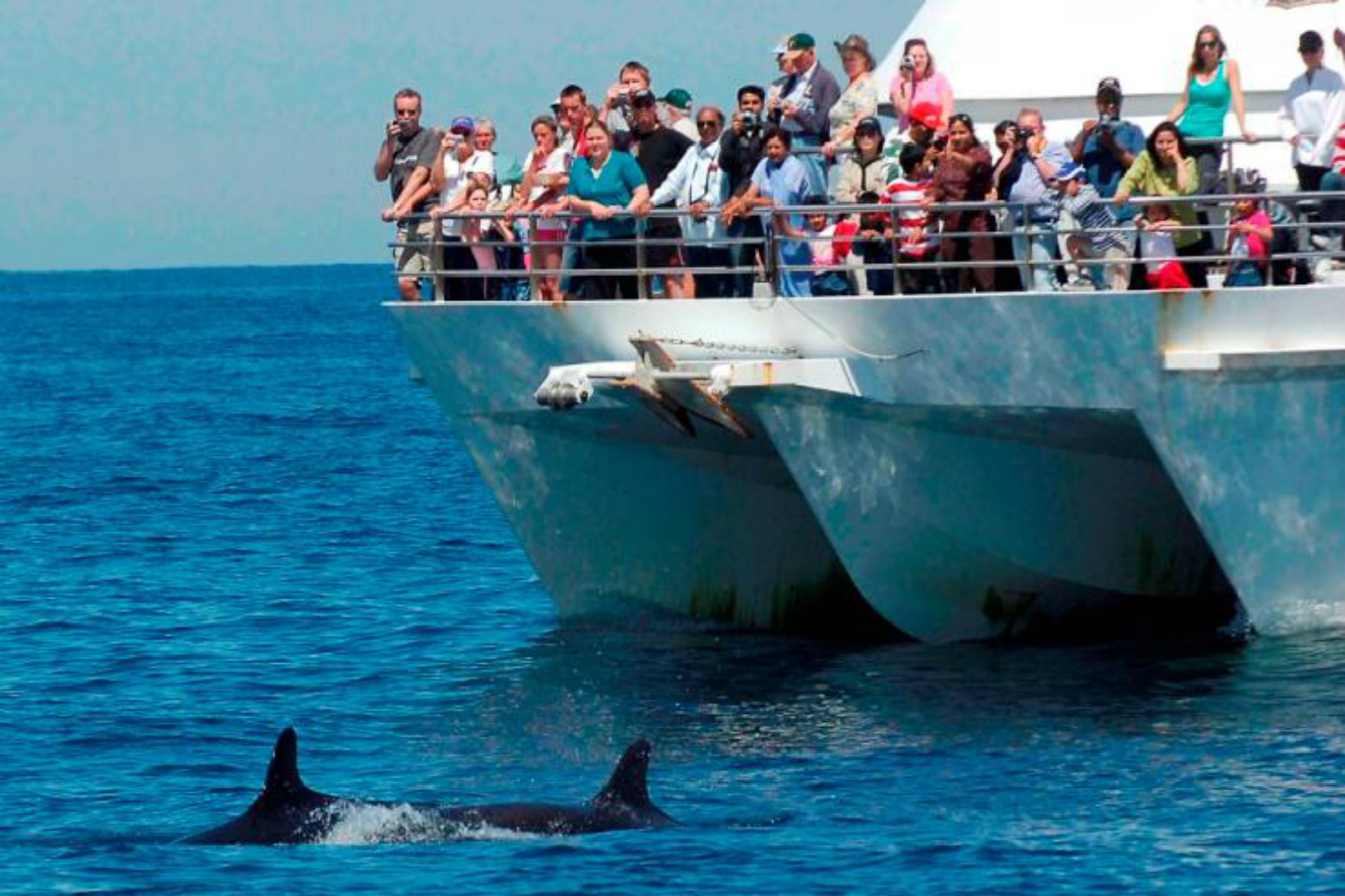 [五一促销] 悉尼斯蒂芬斯港观海豚巡游