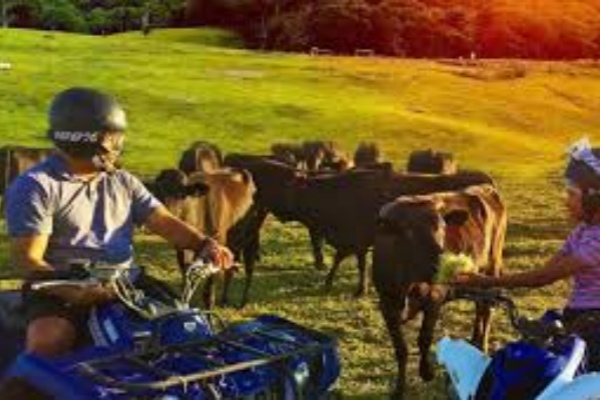 酷牛农场 农场动物园